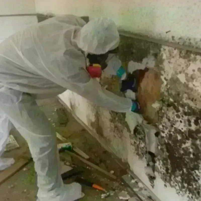 Mold Remediation and Removal in Cayuco, PR